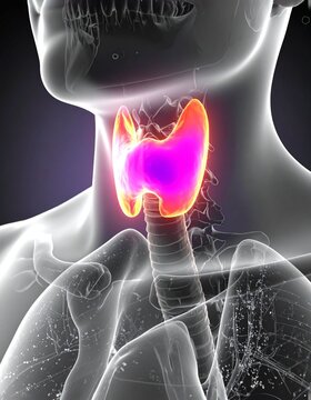 Thyroid Function Test