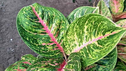 Pink and green tropical leaves of Caladium and Aglaonema plants for houseplant decoration
