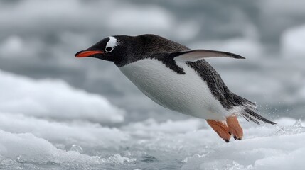 Naklejka premium Penguin diving into icy water, captured mid-air against a backdrop of floating ice