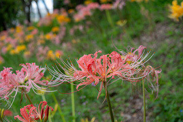 斜面に咲く桃色の彼岸花