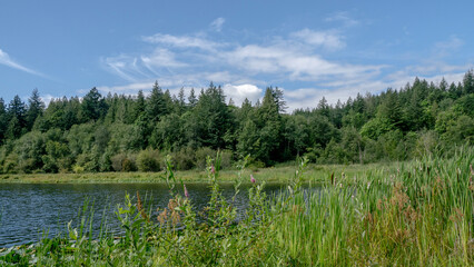 Harrison lake nearby areas within Sasquatch provincial park showing the rocky shoreline, forested backdrop, and glimpses of recreational spots, Harrison, BC, Canada