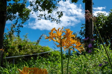 青空に映える黄色い彼岸花