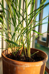 Closeup of lemongrass (Cymbopogon citratus) plant in pot on balcony. Cultivation homegrown aroma citronella herbs, indoor gardening, sustainable living. 