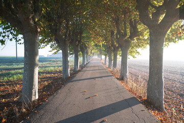 camino entre árboles