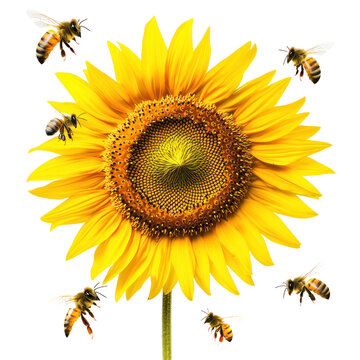 A sunflower with bees buzzing around it. full length isolate on transparent background