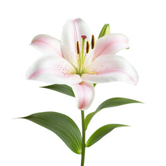 Fototapeta premium A fresh lily, filling the air with a sweet scent. full length isolate on transparent background