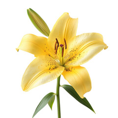 A yellow lily, bright and cheerful. full length isolate on transparent background