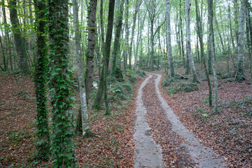 Fototapeta premium bosque frondoso