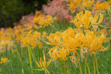 黄色い彼岸花の群生と秋の彩り