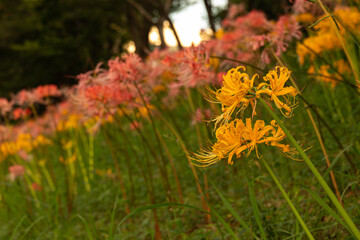 夕暮れに咲く黄色とピンクの彼岸花