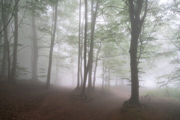 Obraz premium bosque místico