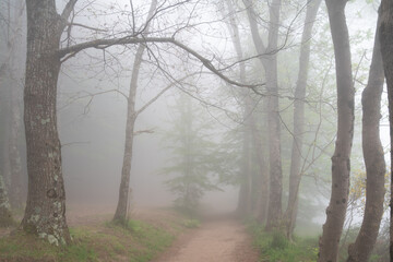 Naklejka premium bosque místico