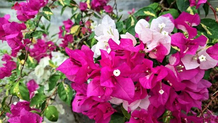 White and Pink Bougainvillea Glabra in Bloom – Variegated Tropical Flowers Under Natural Sunlight