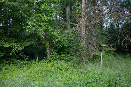 bosque frondoso