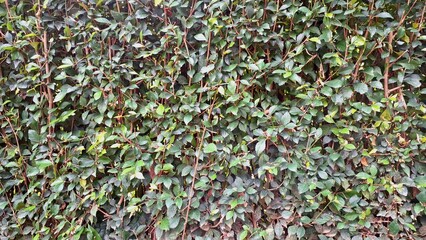 Obraz premium Natural decorative living screen featuring close-up vibrant green Acalypha Siamensis hedge detail (no people), ideal for a lush background and wallpaper