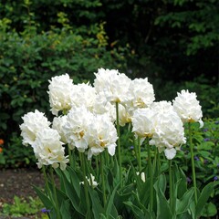 Fototapeta premium Elegant cluster of double white tulips blooming gracefully in a garden setting