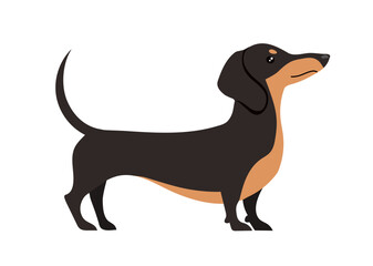 Cute dachshund dog isolated on white background. Vector stock