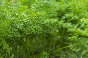 Green carrot sprout on a bed in the garden