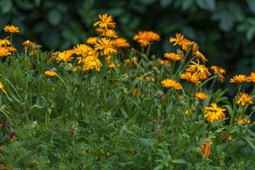 Obraz premium Blooming colorful flowers of plants in the garden