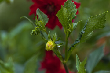 Blooming colorful flowers of plants in the garden