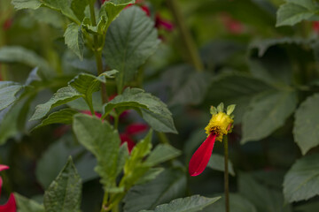 Fototapeta premium Blooming colorful flowers of plants in the garden