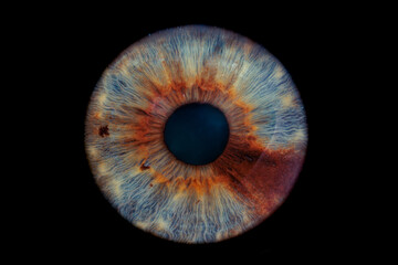 blue eye iris with a brown slice
