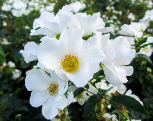 White Flowers Blooming. Chicago Botanic Gardens, IL, USA.