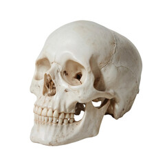 Obraz premium Realistic human skull viewed from the side isolated on transparent background
