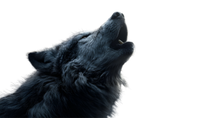 A majestic black wolf howls with its head tilted back. This realistic, powerful image on a white background is perfect for themes of nature and wildlife.