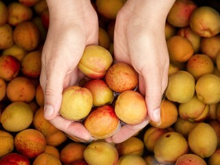 A woman washing apricots in water. Close up.