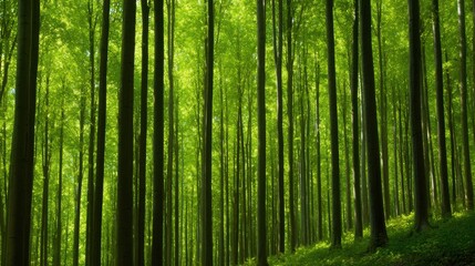 Obraz premium Lush Green Forest with Tall Trees Reaching for the Sky, Sunlight Filtering Through Leaves