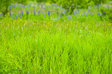 green summer meadow and flowers against the background of gray sky and trees