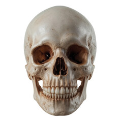 Obraz premium Realistic human skull front view isolated on transparent background