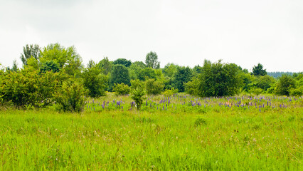 summer background, photo of green meadow against gray sky and flowers