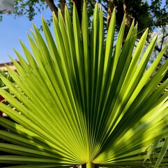 palm tree leaves