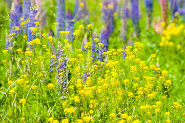 Obraz premium yellow purple background, photo of yellow and purple flowers on green meadow background