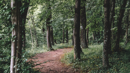 Obraz premium A Walk Among the Trees