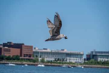 seagull flying with mussel or calm