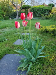 Vibrant tulip blossoms in spring garden showcasing lively colors and lush greenery creating a serene outdoor atmosphere perfect for gardening enthusiasts and nature lovers