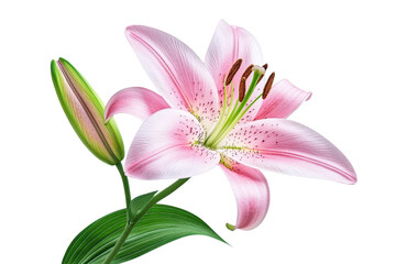 Fototapeta premium A delicate pink lily bloom with a budding stem and vibrant green leaves presented isolated on transparent background