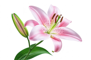A delicate pink lily bloom with a budding stem and vibrant green leaves presented isolated on transparent background