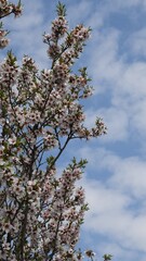 Spring blossoms blooming on almond tree branches against a vibrant blue sky filled with fluffy white clouds, creating a picturesque view of natures renewal and beauty