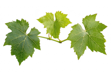 Vibrant green grape vine leaves with detailed veins and serrated edges presented isolated on transparent background