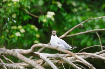 A Black-headed Gull with distinctive chocolate-brown head stands perched atop a tangle of weathered...