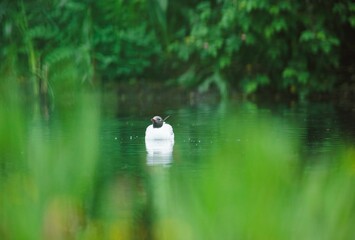 A single black headed gull floats serenely on calm green water. Lush greenery surrounds the pond,...