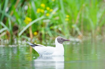 A Black-headed Gull peacefully navigates calm water near lush green foliage. The bird's serene journey creates subtle ripples, blending nature's vibrant tones into a quiet afternoon tableau