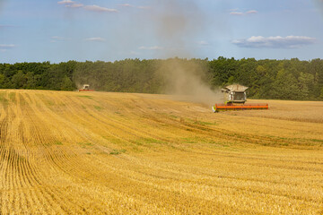Two combine harvesters work diligently in a golden wheat field, gathering the crop under a clear...