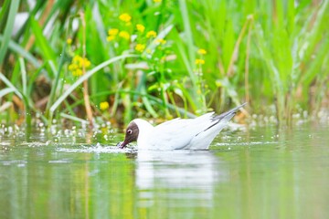 A black-headed gull is seen partially submerged in water, its head dipped below the surface as it feasts in its watery domain. Tall grasses and small yellow flowers bloom nearby