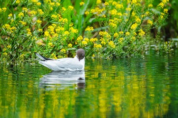 A solitary black-headed gull glides peacefully on the surface of a pond. Yellow flowers and...