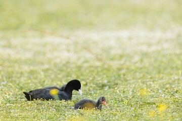 An adult American Coot and its young chick relax on a verdant grassy bank dotted with small yellow flowers on a bright spring day. The baby bird seems tired